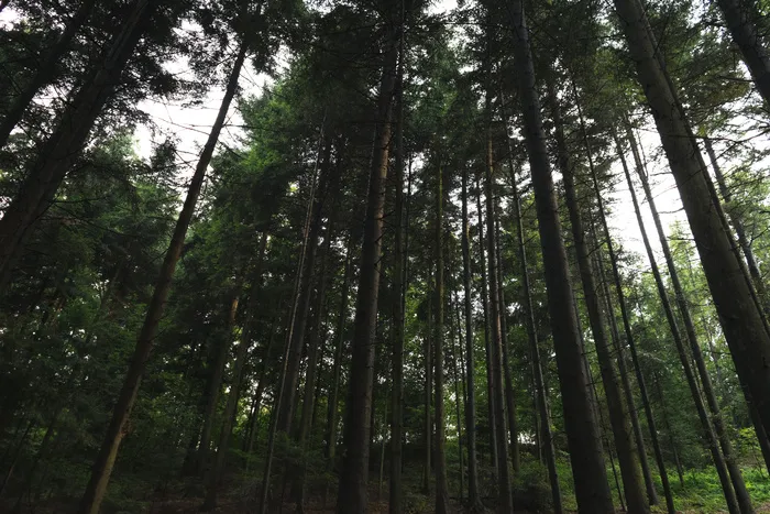 高清树林树木森林