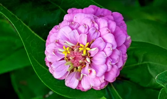 漂亮百日草花朵图片 漂亮百日草花朵图片