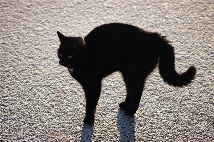站在地上的小黑猫
