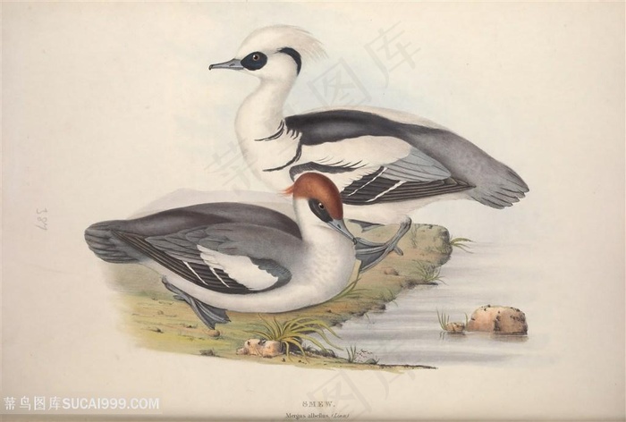 高清手绘鸟水彩横版装饰画