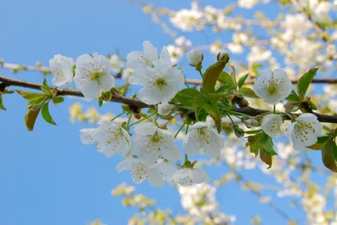 樱花枝白色樱花图片 樱花枝白色樱花图片