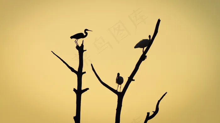 小鸟树枝上