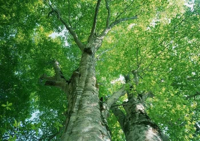 树木风景美丽风景图片素材