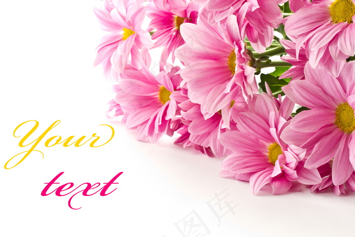 粉嫩菊花图片