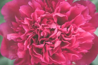 微距红牡丹摄影图