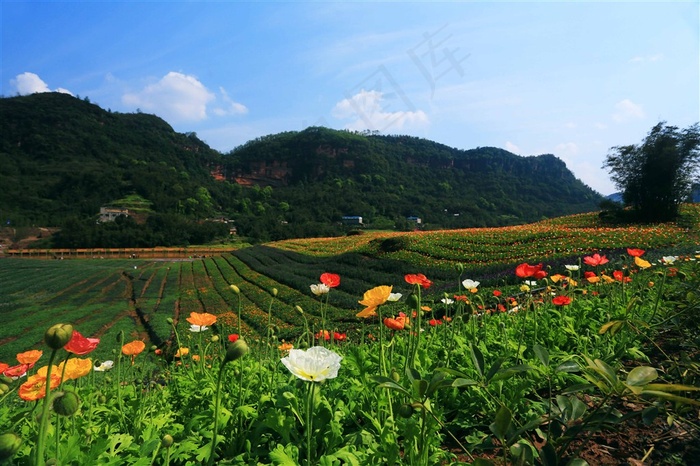 清溪谷花田酒地美丽风光摄影图片