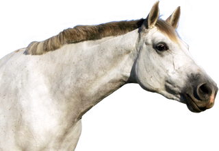 马动物免扣素材透明背景野马