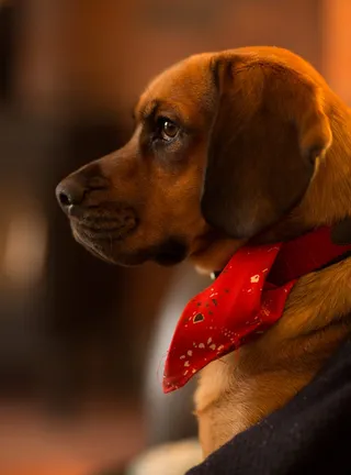 可爱小狗狗狗摄影素材