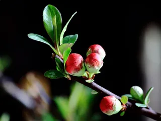 高清粉色海棠花图片