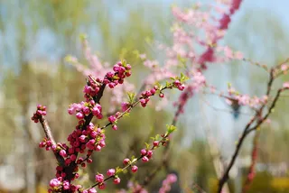 高清桃花图片下载