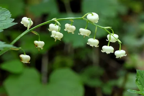 铃当花高清鲜花图片