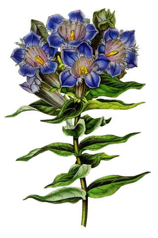 复古手绘植物花卉玫瑰花PNG免扣图案高清图片PS设计素材图