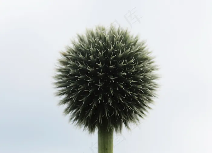 球花图片