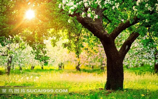 灿烂阳光下的树和草地 灿烂阳光下的树和草地