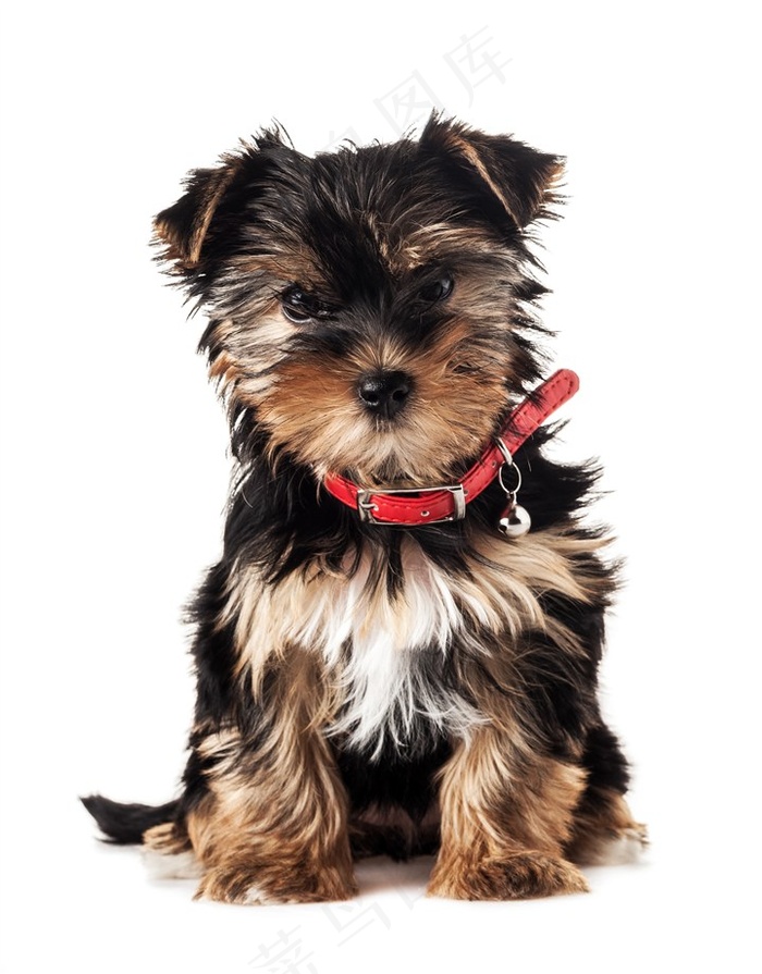 乖巧的小狗高清图片