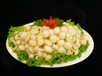 2294白王菇 2294白王菇