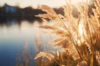 秋天夕阳下芦苇毛絮湖边摄影图