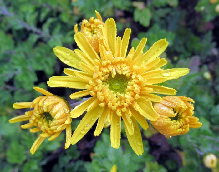 雨后黄菊花图片