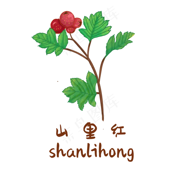 手绘草本中药药材山里红