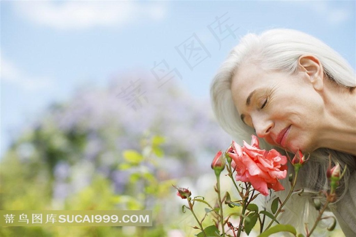 白发老人闻玫瑰花香