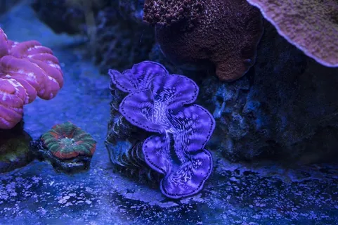 绮丽的海底世界素材图