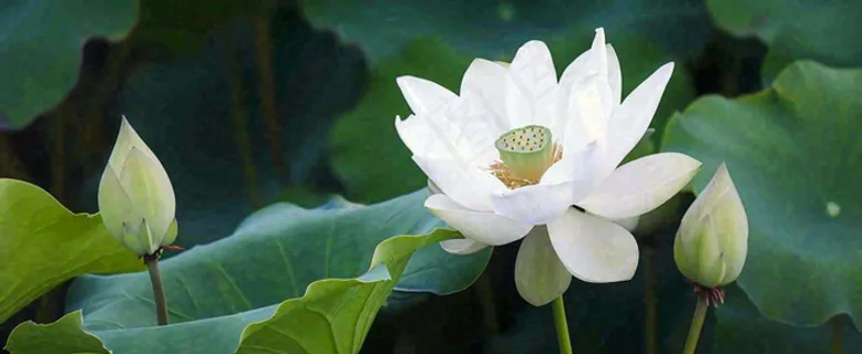 夏天白荷花荷花池，处暑小暑大暑夏至立夏摄影图