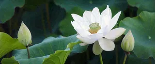 夏天白荷花荷花池，处暑小暑大暑夏至立夏摄影图