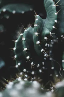 绿色仙人掌仙人球摄影素材