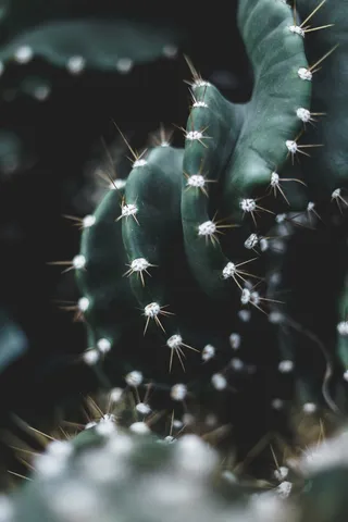 绿色仙人掌仙人球摄影素材