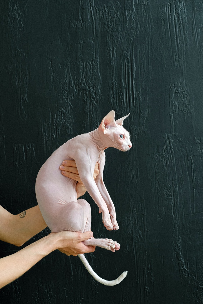 可爱猫咪猫猫摄影素材