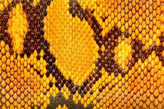 蛇皮皮质背景素材