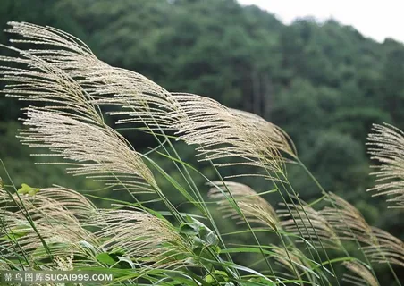世界风情-倒着的芦苇