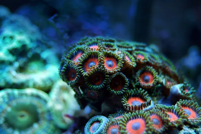 珊瑚礁海水下水海洋热带