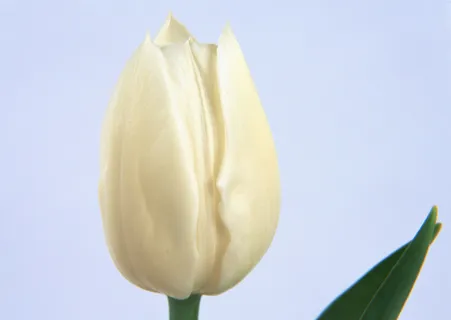 花朵花古朵 花朵花古朵
