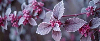 冬天冬季树枝雪景唯美浪漫大雪小雪结冰摄影图