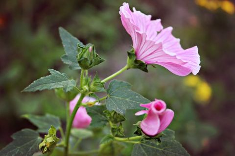 锦葵花图片