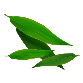 端午包粽子叶子材料免扣元素