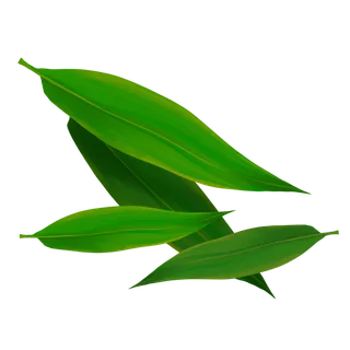 端午包粽子叶子材料免扣元素
