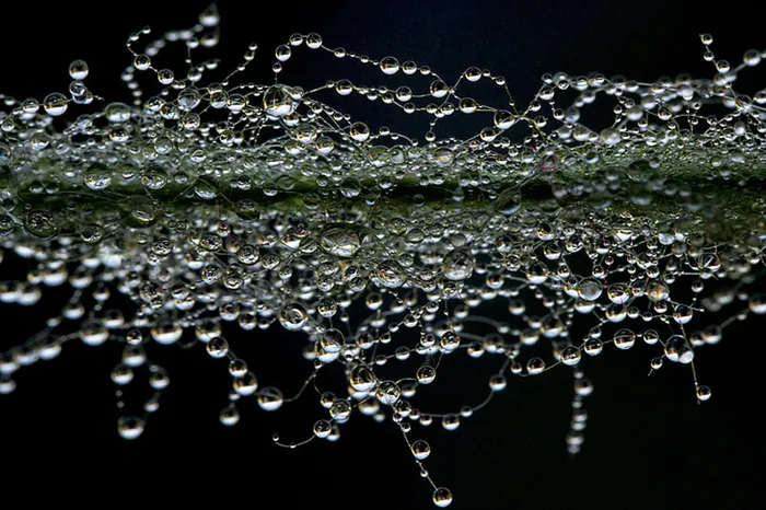 风景 露水 素材拍摄 (107)