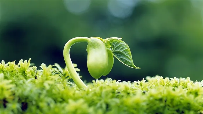 发芽的绿色植物图片