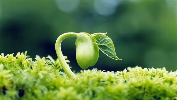 发芽的绿色植物图片 发芽的绿色植物图片