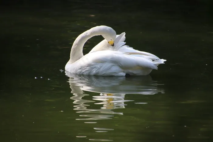 湖面整理羽毛的白鹅图片