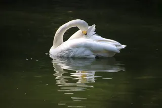 湖面整理羽毛的白鹅图片