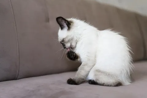 猫咪喵星人可爱宠物动物手机电脑高清壁纸背景 猫咪喵星人可爱宠物动物手机电脑高清壁纸背景
