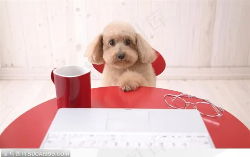 坐在凳子上网的西施犬 坐在凳子上网的西施犬