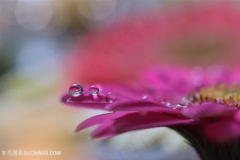 唯美水珠鲜花摄影图片