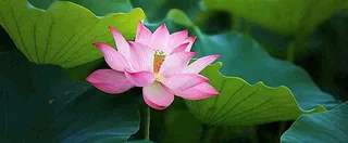 夏天荷塘盛开荷花荷叶绿色清新，夏至立夏大暑小暑处暑摄影图