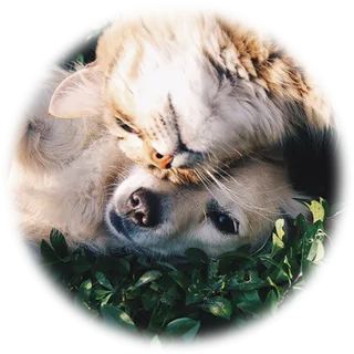 动物多样性图标猫咪