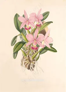 锦绣未央阳春绿意彩绘插画图片 锦绣未央阳春绿意彩绘插画图片