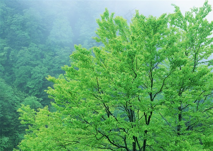 森林风景阳光素材